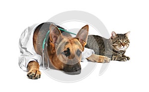 Cute dog in uniform with stethoscope as veterinarian and cat