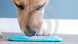 cute dog using lick mat for eating food slowly