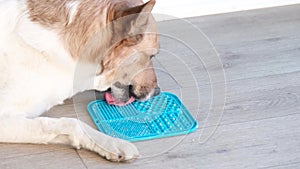 cute dog using lick mat for eating food slowly