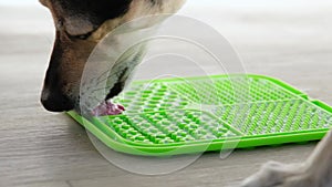 cute dog using lick mat for eating food slowly