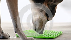 cute dog using lick mat for eating food slowly