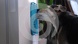 cute dog using lick mat for eating food slowly