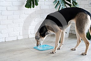 cute dog using lick mat for eating food slowly