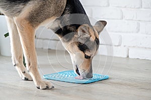 cute dog using lick mat for eating food slowly