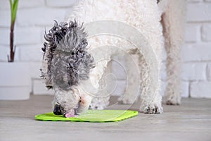 cute dog using lick mat for eating food slowly