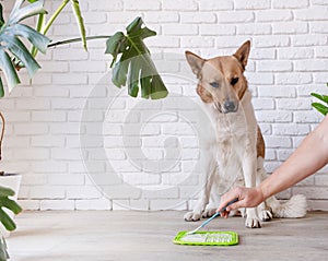 cute dog using lick mat for eating food slowly