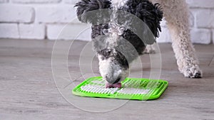 cute dog using lick mat for eating food slowly