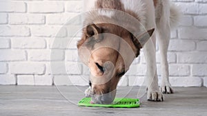 cute dog using lick mat for eating food slowly