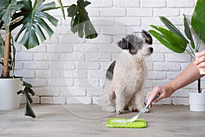 cute dog using lick mat for eating food slowly