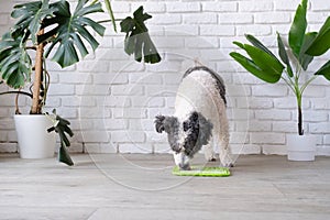 cute dog using lick mat for eating food slowly