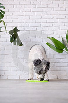 cute dog using lick mat for eating food slowly