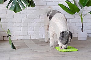 cute dog using lick mat for eating food slowly