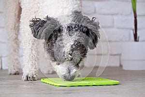 cute dog using lick mat for eating food slowly