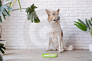 cute dog using lick mat for eating food slowly