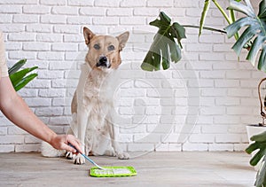 cute dog using lick mat for eating food slowly