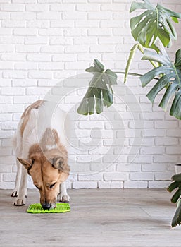 cute dog using lick mat for eating food slowly