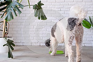 cute dog using lick mat for eating food slowly