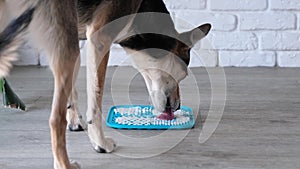 cute dog using lick mat for eating food slowly