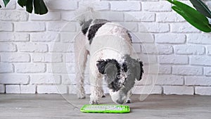 cute dog using lick mat for eating food slowly