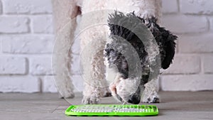 cute dog using lick mat for eating food slowly