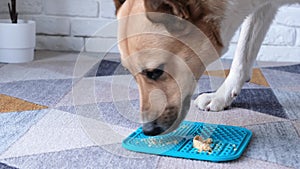 Cute dog using lick mat for eating food slowly