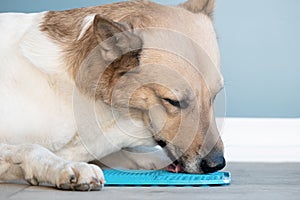 cute dog using lick mat for eating food slowly