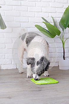 cute dog using lick mat for eating food slowly