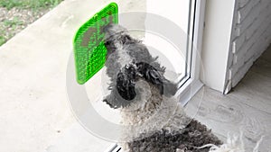 cute dog using lick mat for eating food slowly, mat is attached to the window glass