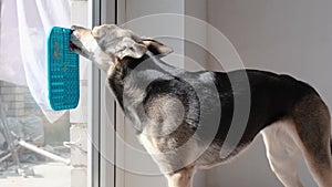 cute dog using lick mat for eating food slowly, mat is attached to the window glass