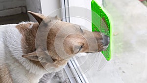 cute dog using lick mat for eating food slowly, mat is attached to the window glass