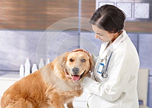 Cute dog at veterinarian