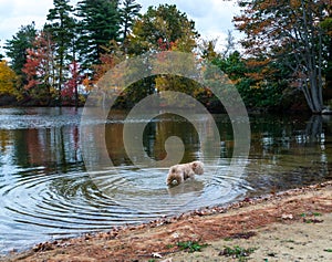 Cute Dog wades in Lake