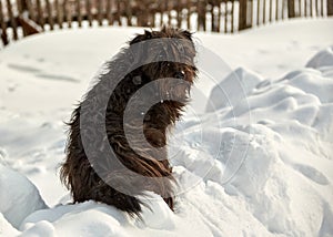 Cute dog waiting for food. Black dog on white snow