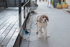 cute dog waiting for owner on the street