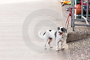 Cute dog waiting patiently