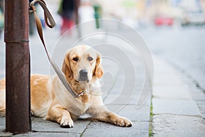 Cute dog waiting patiently for his master