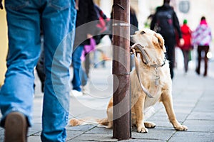 Cute dog waiting patiently for his master