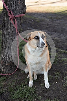 cute dog waiting patiently for his master on a city street, he is on a leash and tied to a tree.