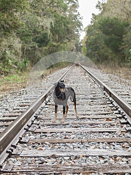 Cute dog walking along railroad tracks