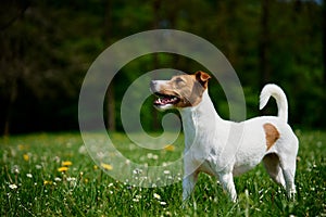 Cute dog walking at green grass. Jack Russell Terrier portrait outdoors