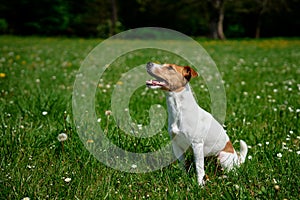 Cute dog walking at green grass. Jack Russell Terrier portrait outdoors