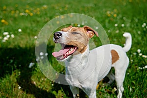 Cute dog walking at green grass. Jack Russell Terrier portrait outdoors