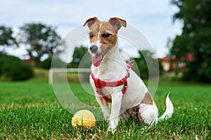 Cute dog walking at green grass, playing with toy ball