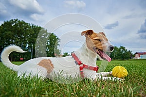 Cute dog walking at green grass, playing with toy ball