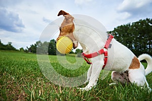 Cute dog walking at green grass, playing with toy ball