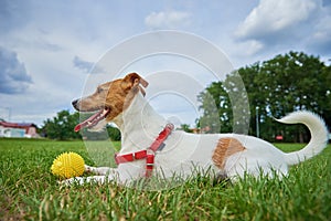 Cute dog walking at green grass, playing with toy ball