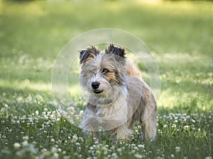 Cute dog walking in a meadow in green grass