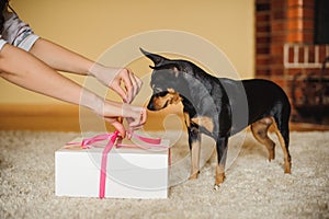 Cute dog watching present box being opened