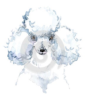 Cute dog. Watercolor dog. Poodle dog breed.