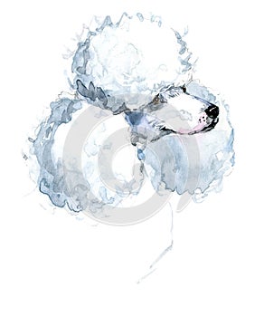 Cute dog. Watercolor dog. Poodle dog breed.